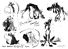 Dogs_0005.jpg Dogs_0005.jpg